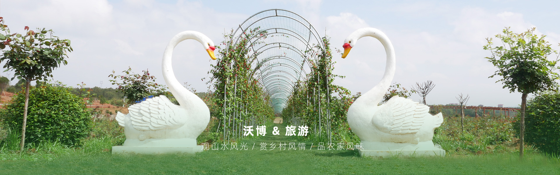 鮮果采摘都有江西沃博吳茱萸、江西沃博花海、江西沃博蔓荊子、江西沃博金銀花等品種，同時(shí)也是一家江西婚紗攝影旅拍基地和江西花海打卡基地，可以提供紫薇花花海造型服務(wù)，花花世界看沃博花海，相信我們這里不會(huì)讓大家失望的