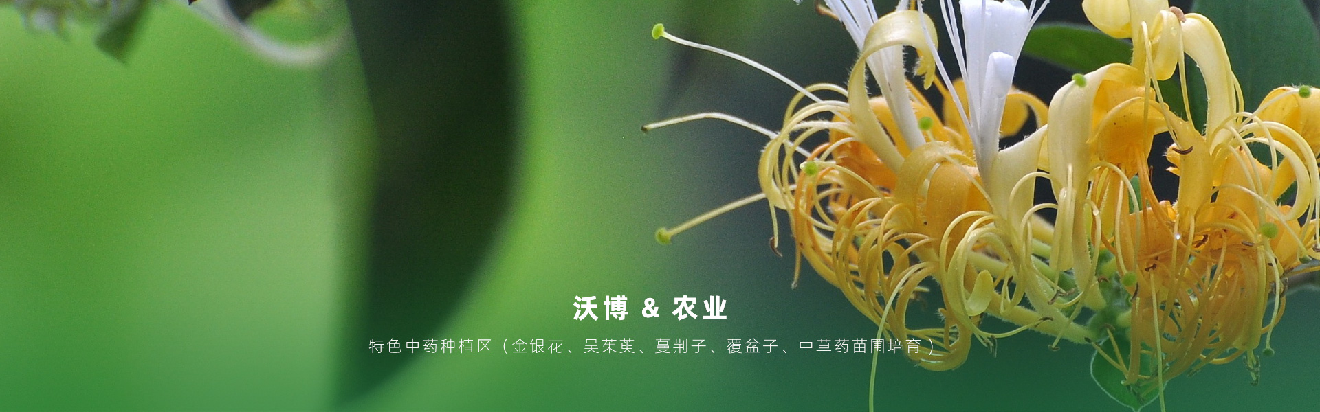 主要提供農(nóng)業(yè)親子樂(lè)園旅游、江西中藥種植、江西樂(lè)平鮮果采摘體驗(yàn)、江西夏令營(yíng)研學(xué)、江西戶(hù)外拓展、江西旅游打卡、江西水上樂(lè)園游艇、江西沃博VR科技科普等服務(wù)項(xiàng)目。